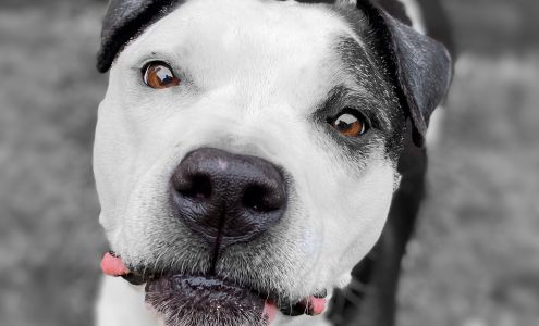 ACs Dog Walking and Pet Services