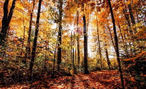 Rick Griffin: Primerica - Financial Services