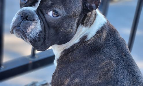 M Mécanique 360 / Anciennement Monsieur Muffler