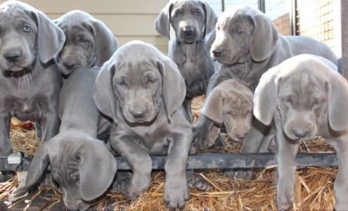 Lake Erie Weims 7966 Deerbrook Dr, Novelty Ohio 44072