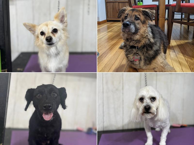 Shampooch Dog Grooming