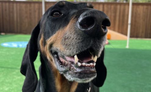 Affordable Pet Boarding Inn