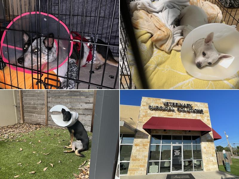 Veterinary Surgical Solutions