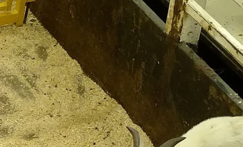 Clay Center Livestock Sales Clay Center