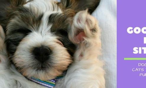 Good Day Pet Sitters