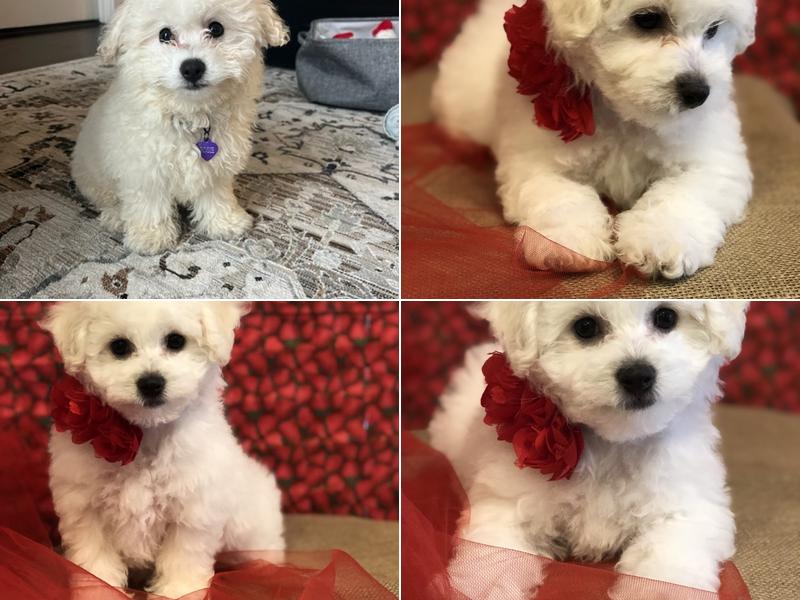 Precious Bichon Frise