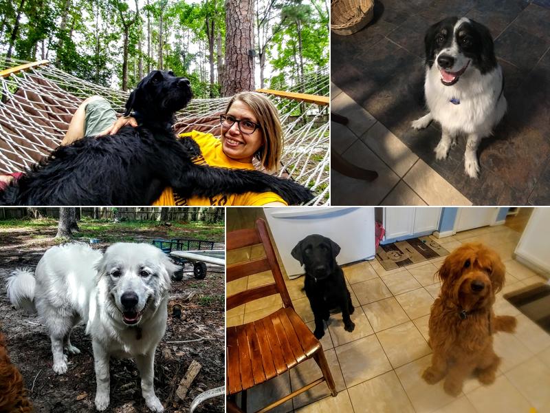 Charleston Green Dog Boarding