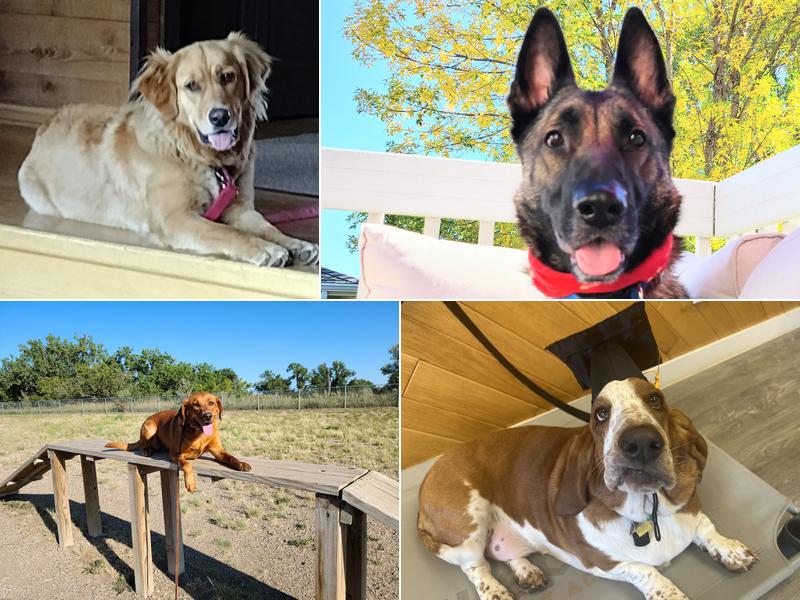 Elevate Canine Academy - Bismarck