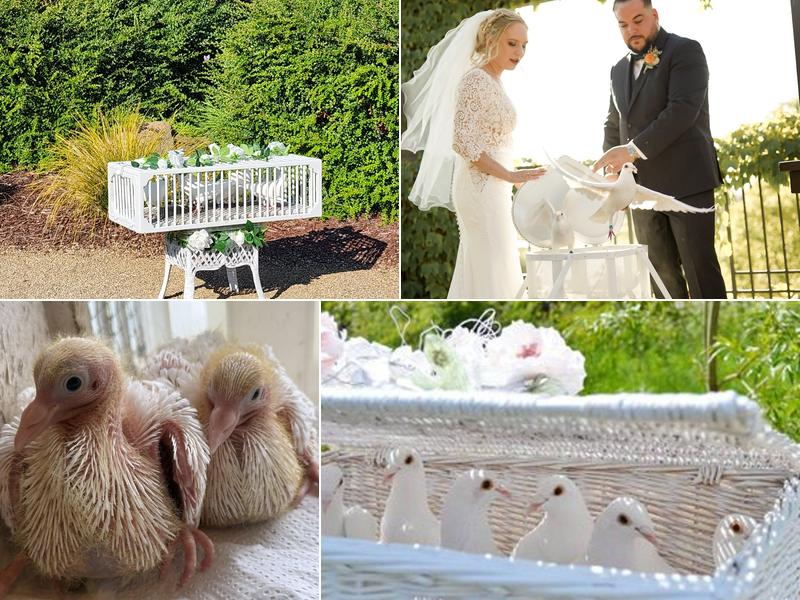 White Dove Release, J & L Wings of White