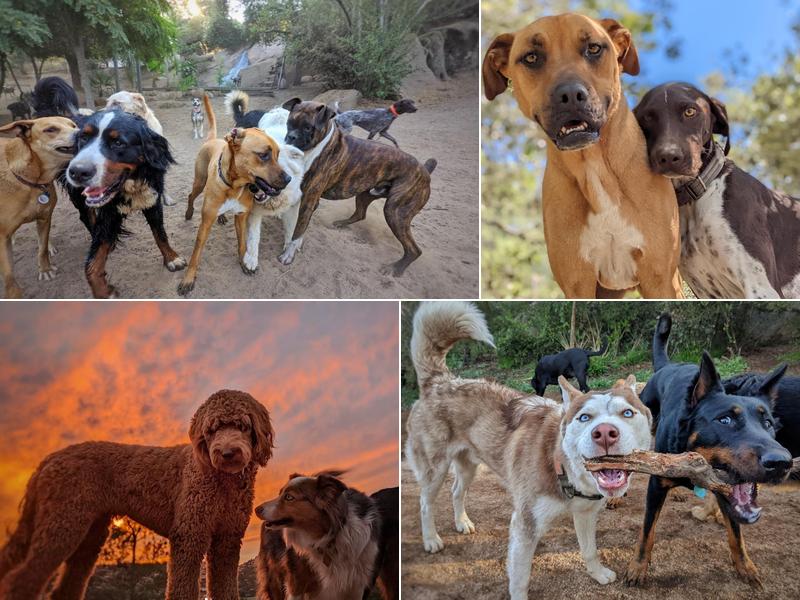 Dog Camp @ Alpine Dog Ranch