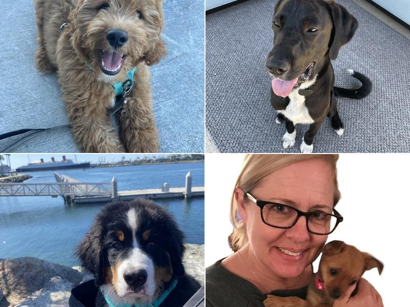 Pawsitive K9 Solutions LLC