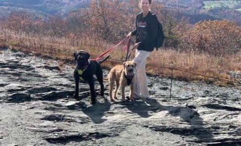 TJ Davis - State Farm Insurance Agent