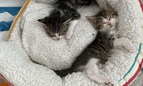 Community Concern For Cats