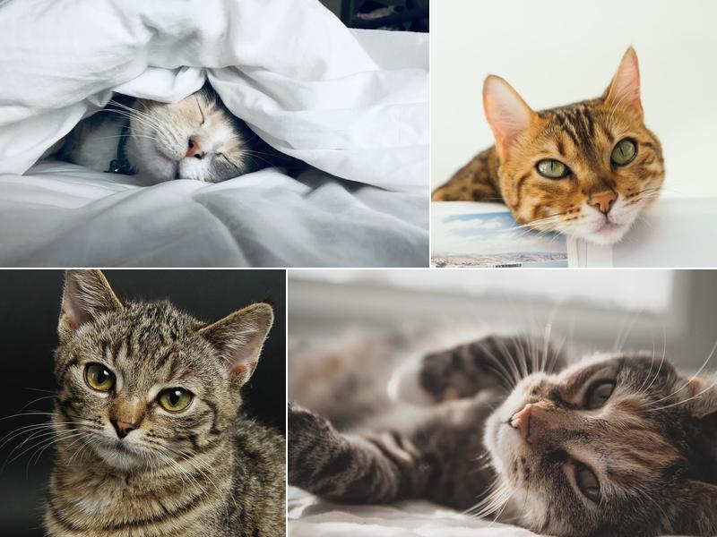 Cat Boarding Pasadena