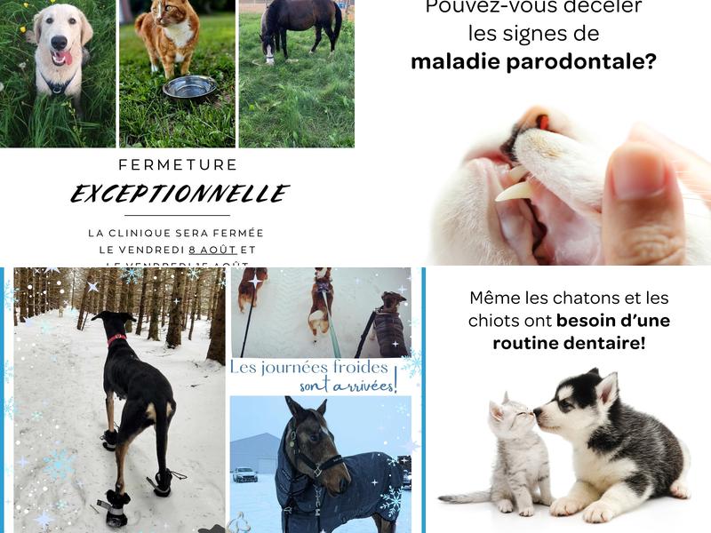 Clinique Veterinaire St-Marc