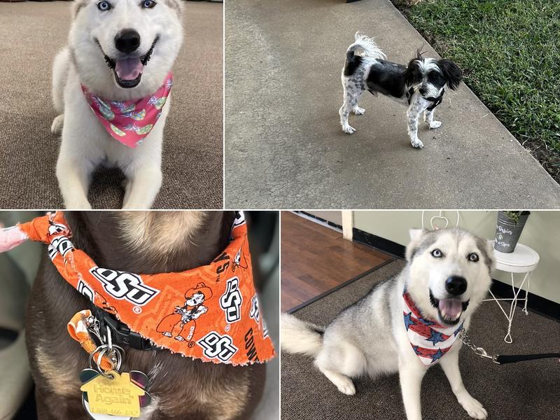 Furbabies Bath and Spa