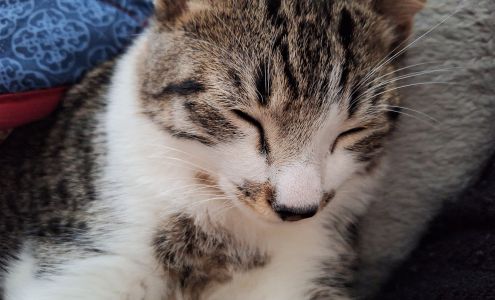 The Mad Cattery, Adoption and Event Center by SPCA BC Lake Jackson