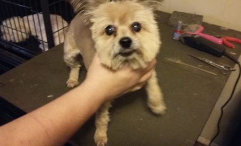 Pawsatively Heaven Pet Salon 1970 Brown Ave, Paris Texas 75460