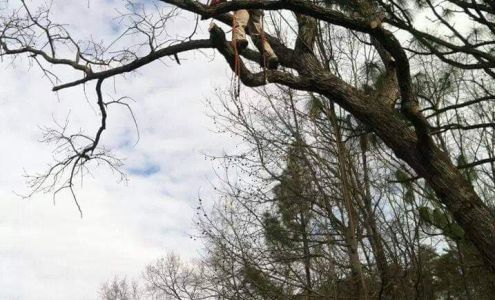 Log and Leaf Tree Service