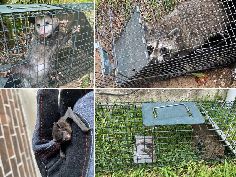 Quality Pest and Wildlife