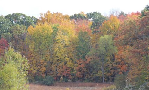 Maple Valley Insurance Group