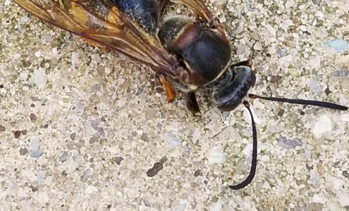 N Texas Pest Control Aubrey