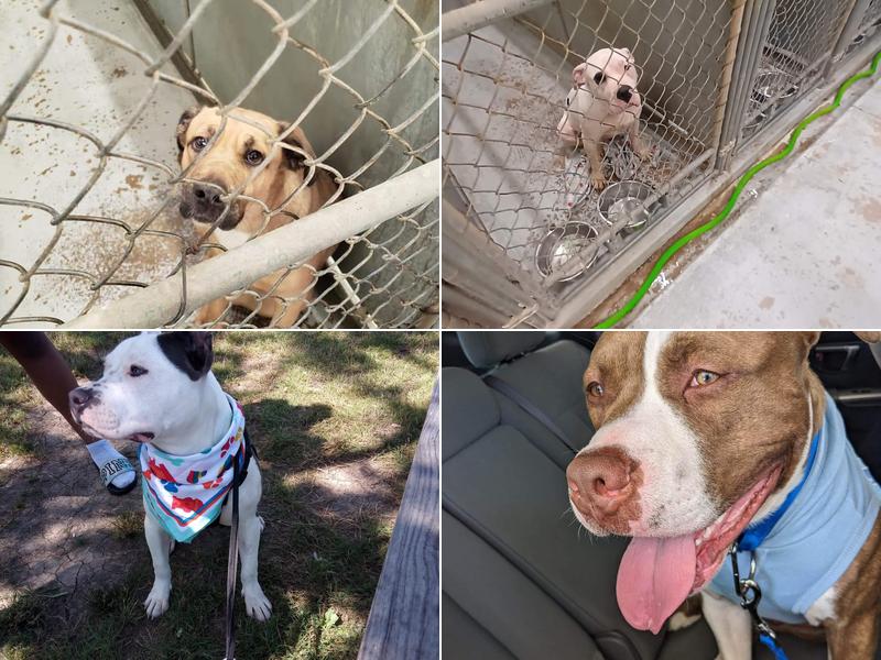 Lorain County Dog Kennel