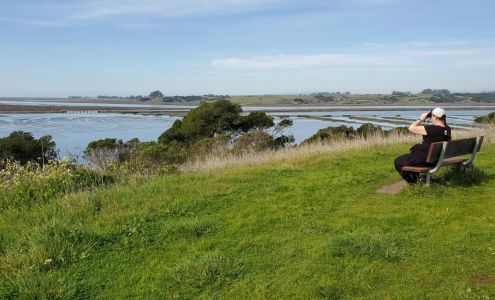 Elkhorn Slough Foundation Royal Oaks