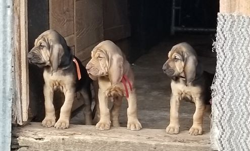 Buttermilk Bloodhounds 12351 Kings Ln, Gravette Arkansas 72739