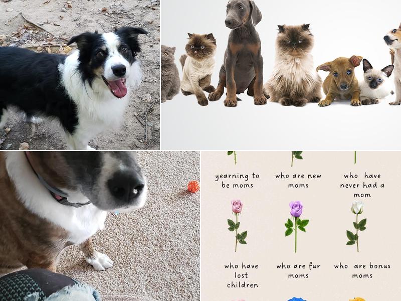 Happier At Home Pet Sitting