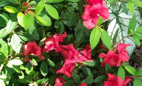 Legacy Funeral Group