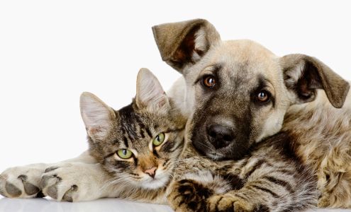 Wasatch Family Pet Services