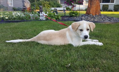 Sugar's Doghouse - MN