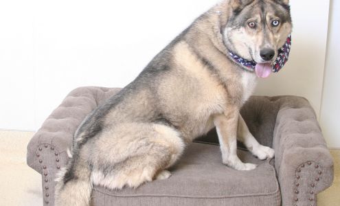 El Dorado Animal Services Department 1120 Shakori Dr, South Lake Tahoe California 96150