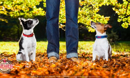 Sally Said So - Dog Trainer Jacksonville