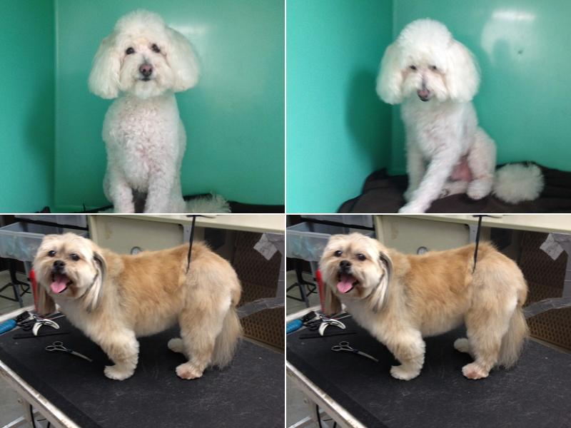 Cold Nose Grooming Pet Services Arkansas