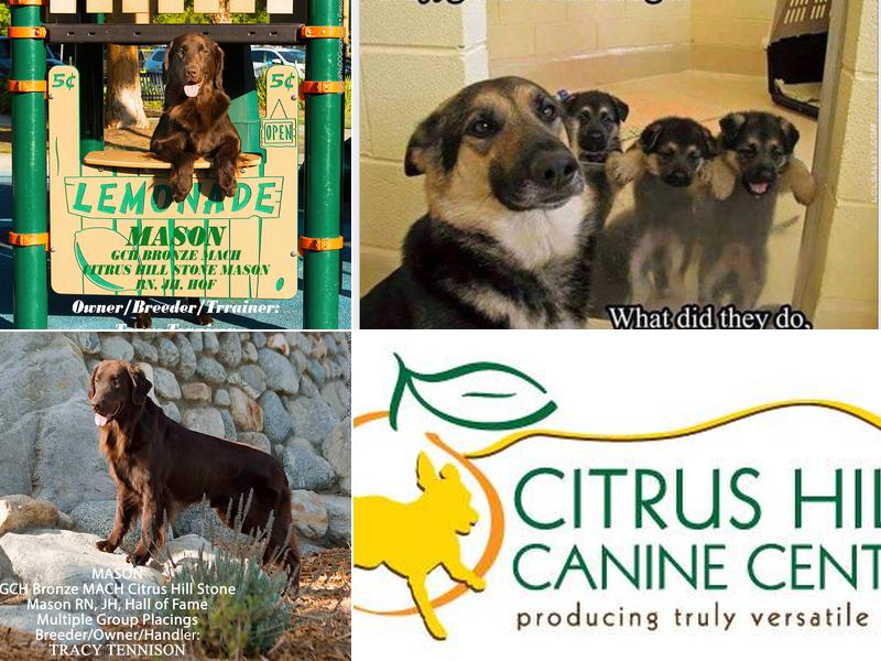 Citrus Hill Canine Center