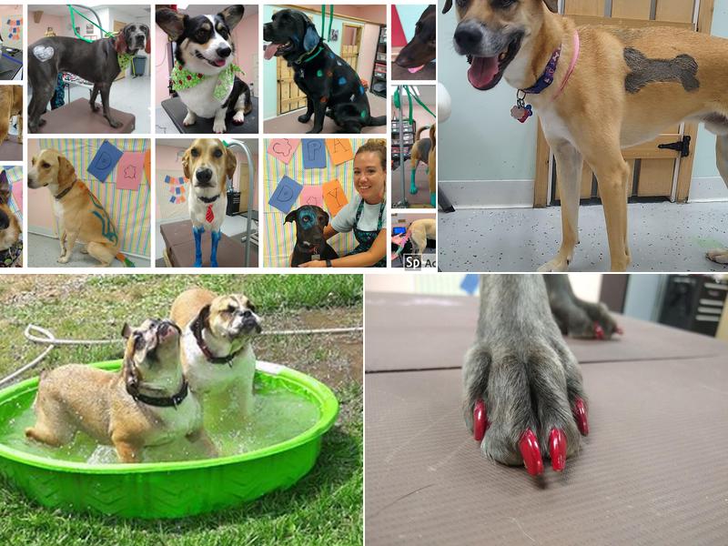 West Chicago Pet Sitters