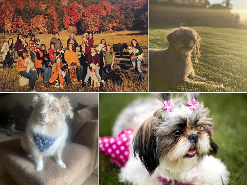 Tyner's Dog Grooming