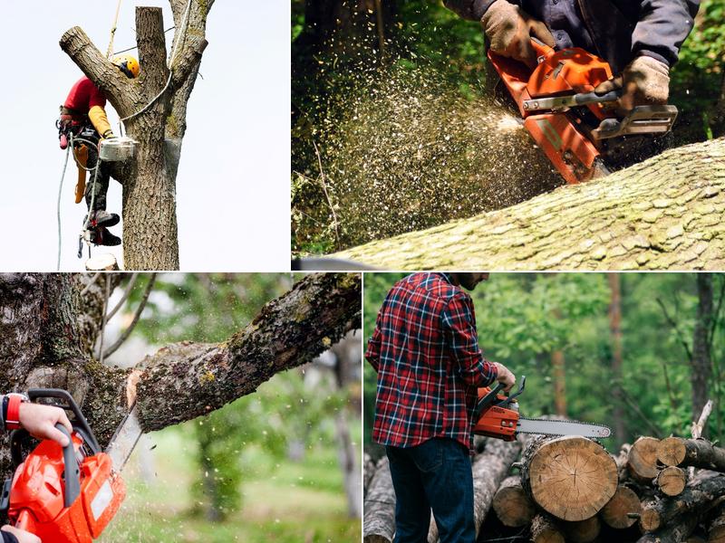 Tree Service Experts Little Rock