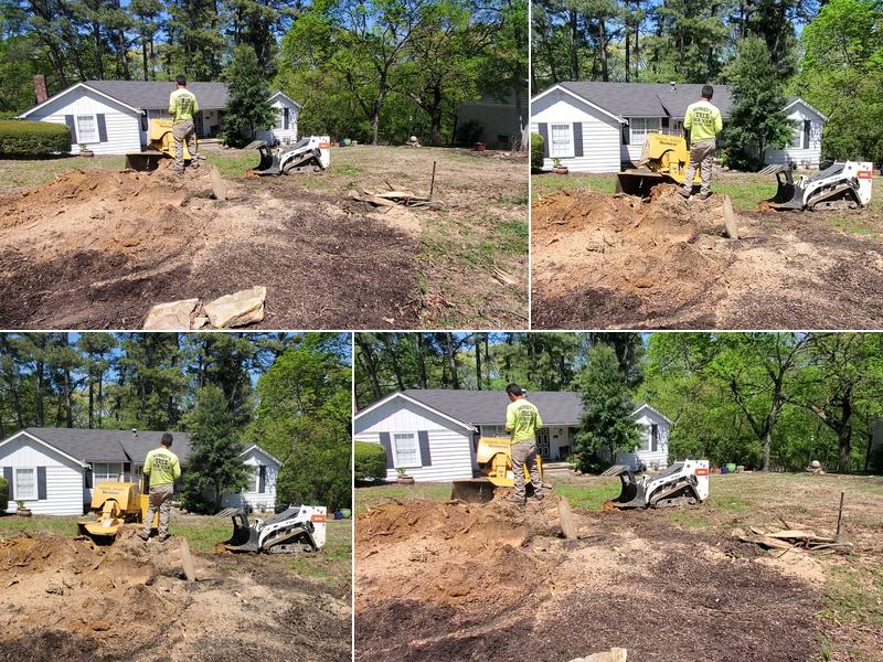 Monkey's Tree Services