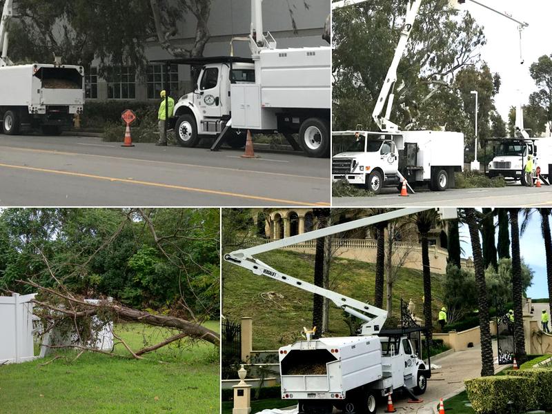 Newbury Park Tree Service