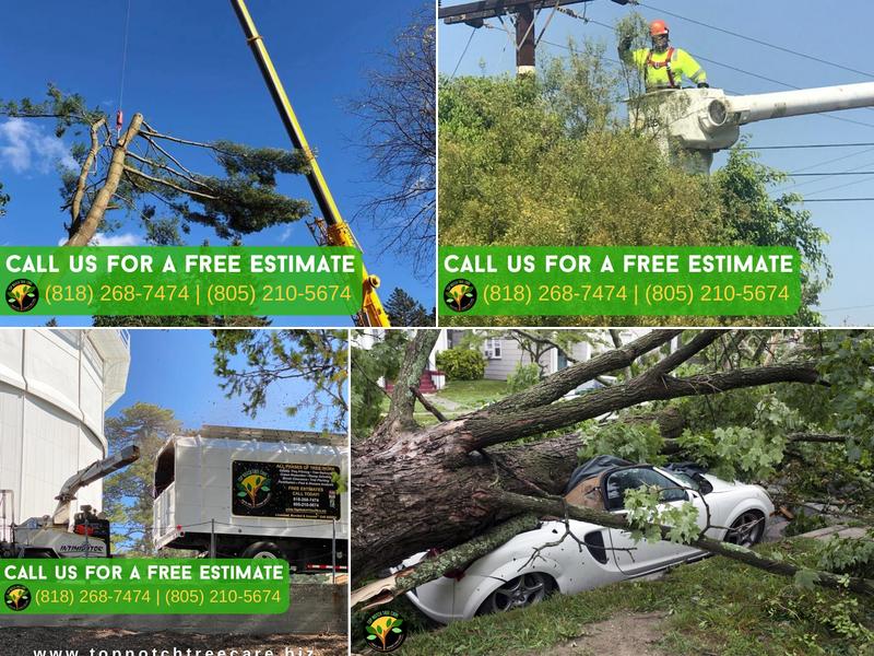 Top Notch Tree Care