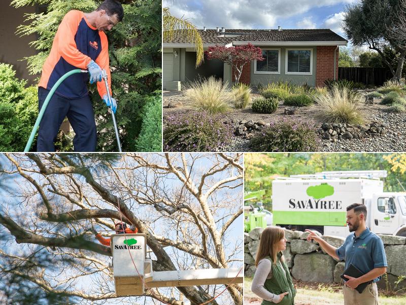 SavATree - Tree Care Service