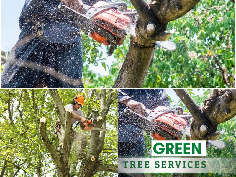 Green Trees of Hayward