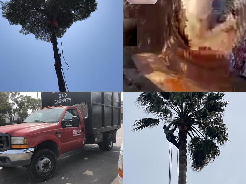 Moreno Hauling Tree Service