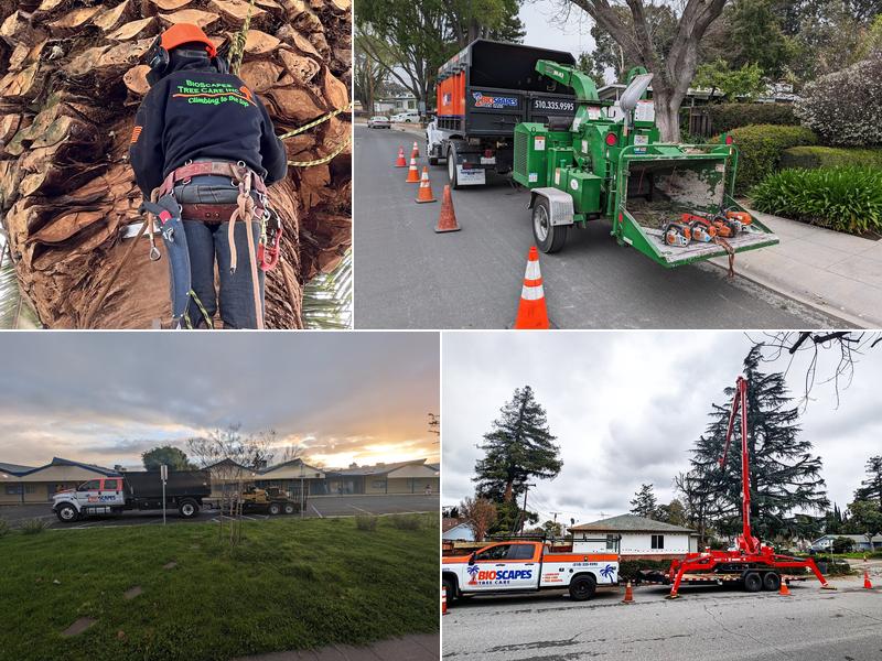 BioScapes Tree Care Inc