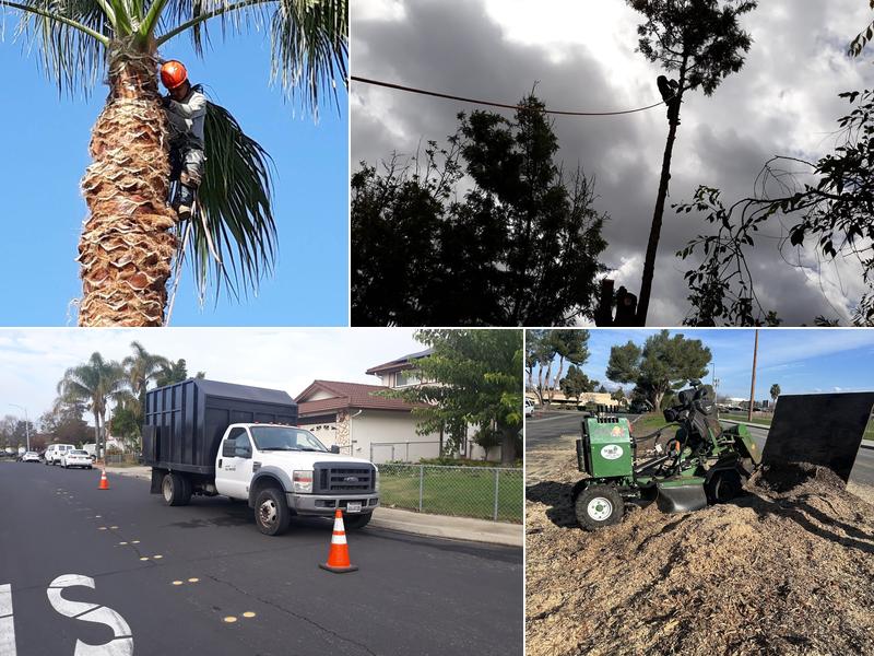 New Horizon Tree Service