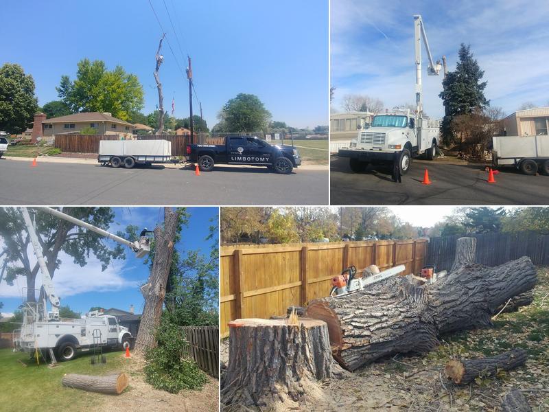 Limbotomy Tree Service