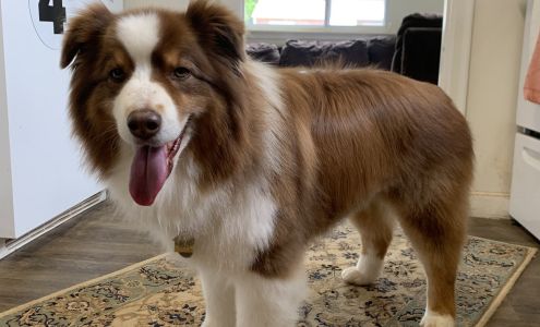 The Temple of The Dog 2014 E Main St, Salem Virginia 24153